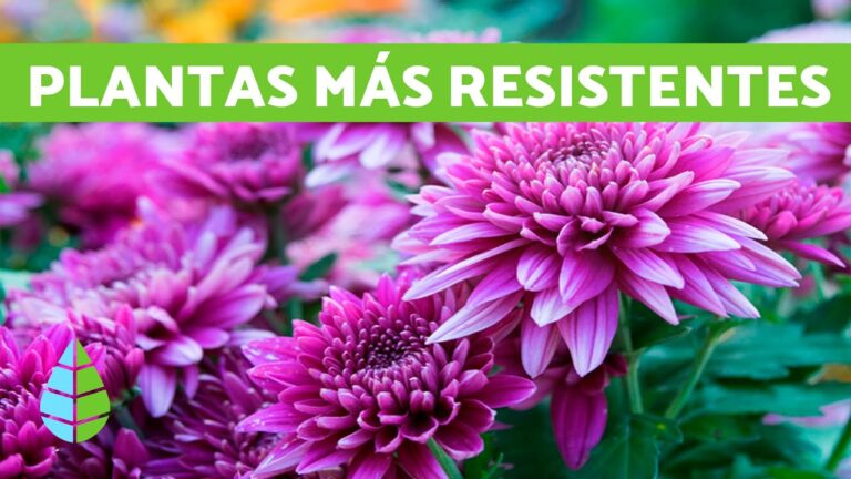 Plantas perennes resistentes al fr&iacute;o para el jard&iacute;n exterior