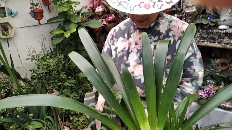 Cómo cortar y cuidar bromelias secas