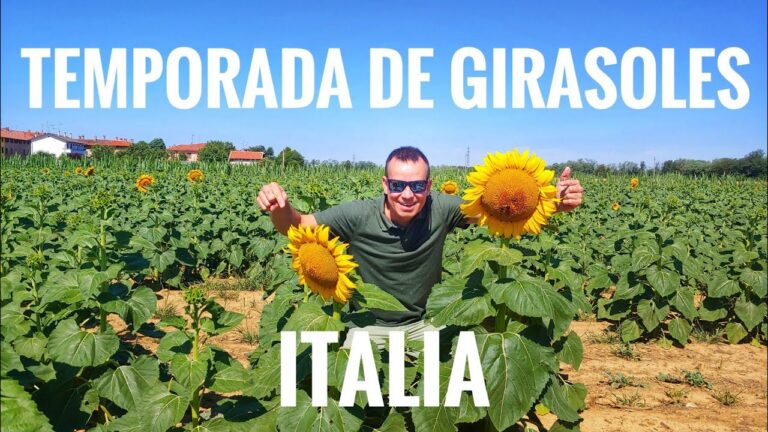 El Renacer de la &Eacute;poca de Girasoles