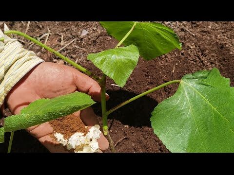 Abono casero para higueras: guía completa