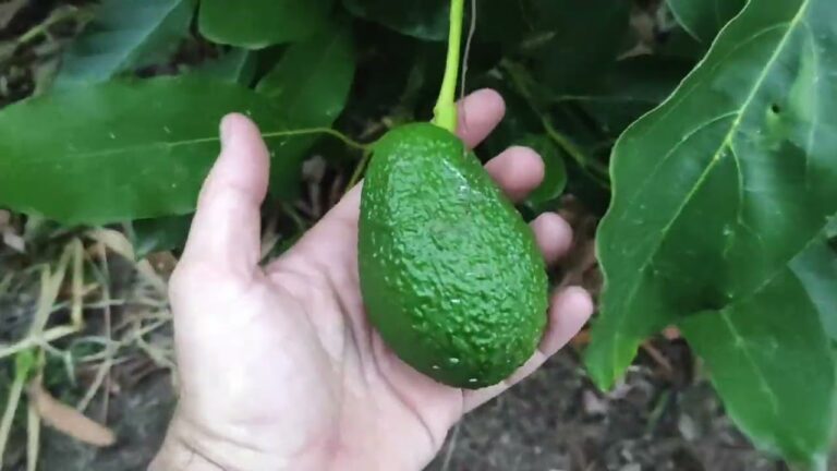 Tiempo de crecimiento del aguacatero