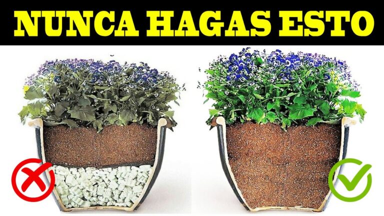 Cómo drenar correctamente las macetas