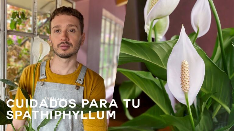 Guía para el riego óptimo del spatifilium