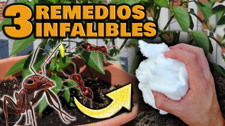 Hormigas en las raíces: un problema en las plantas