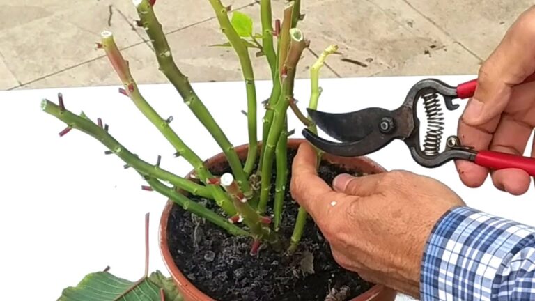 Cómo podar la flor de pascua en maceta