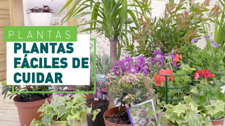 Plantas de exterior fáciles de cuidar
