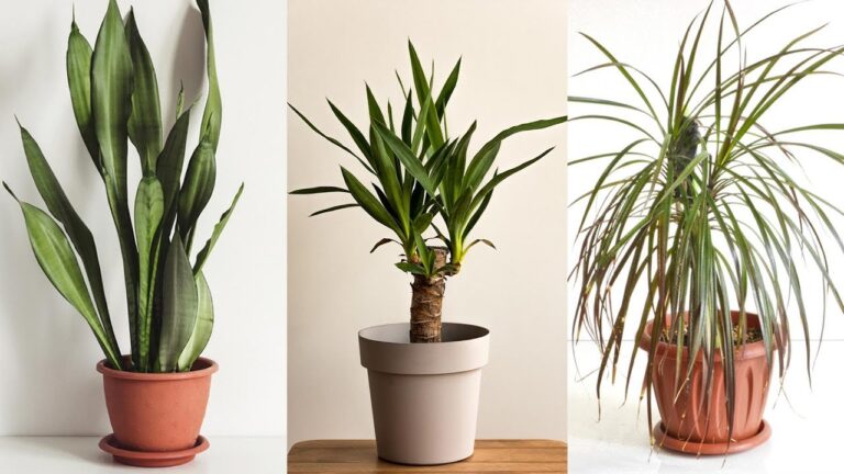 Plantas sin luz: guía completa de especies que prosperan en interiores