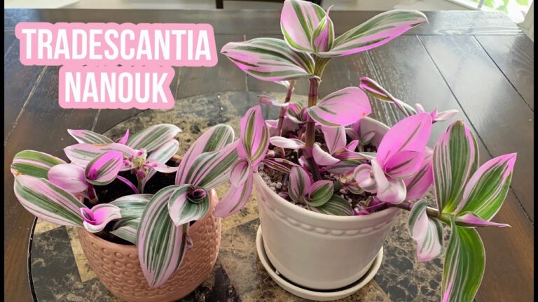 Gu&iacute;a de cuidado para la planta de Tradescantia Nanouk