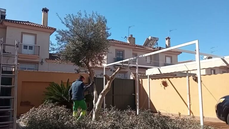 Gu&iacute;a de precios para olivo bonsai grande