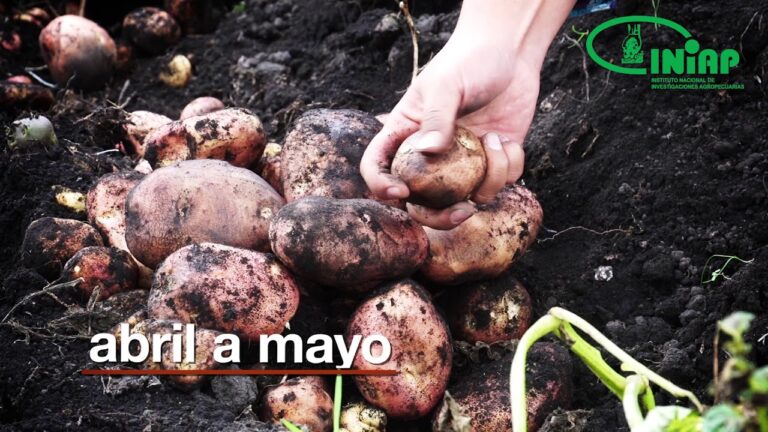La Luna Ideal para Plantar Patatas