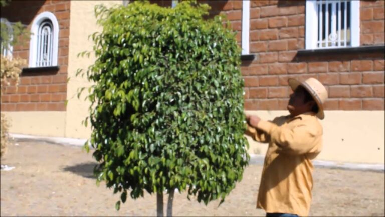 Guía para podar un ficus: consejos y técnicas esenciales