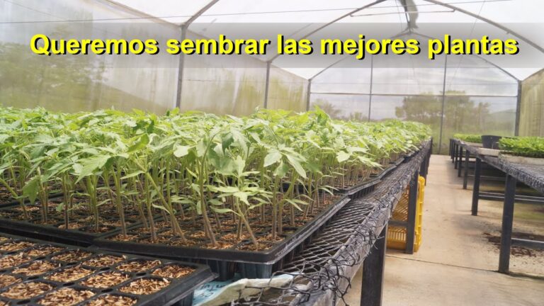 Tomate Óptimo: Cómo Elegir las Mejores Semillas