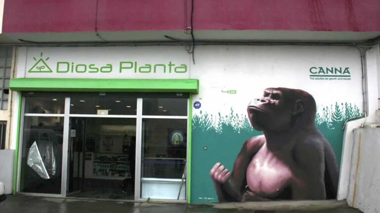 Descubre la diosa planta de Coruña