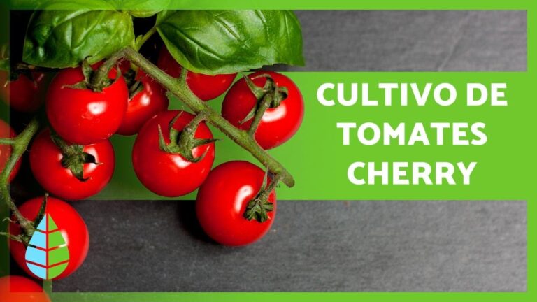 Delicias de Tomate Cherry: Recetas y Beneficios