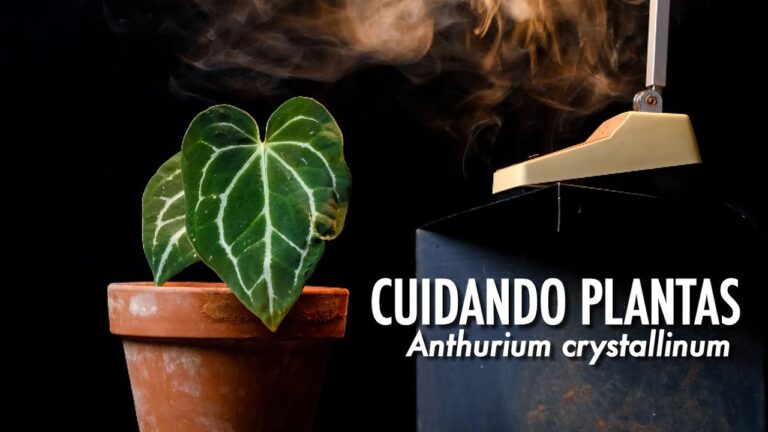 Anthurium Crystallinum: La Flor Exótica que Debes Conocer