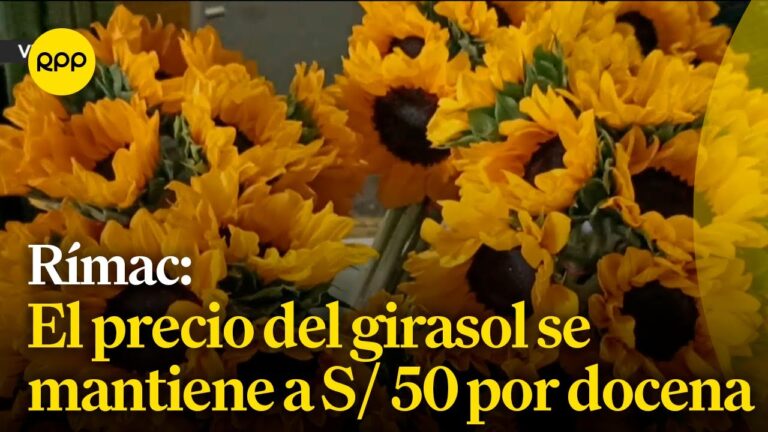 Costo del girasol: todo lo que debes saber | Actualizado agosto 2025