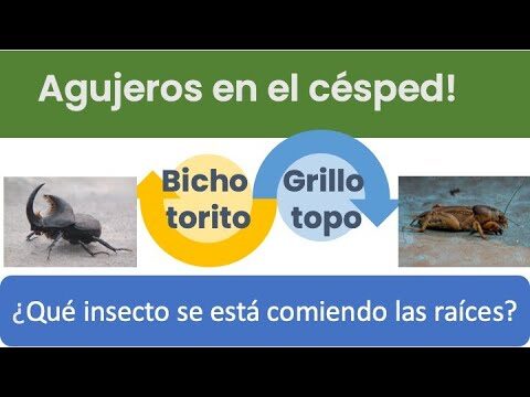 C&oacute;mo identificar y tratar agujeros peque&ntilde;os en la tierra de jard&iacute;n