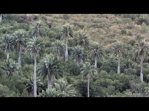 La Palma: Todo lo que debes saber sobre este árbol
