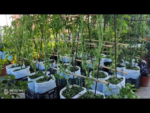 Guía para la poda eficiente del tomate de pera