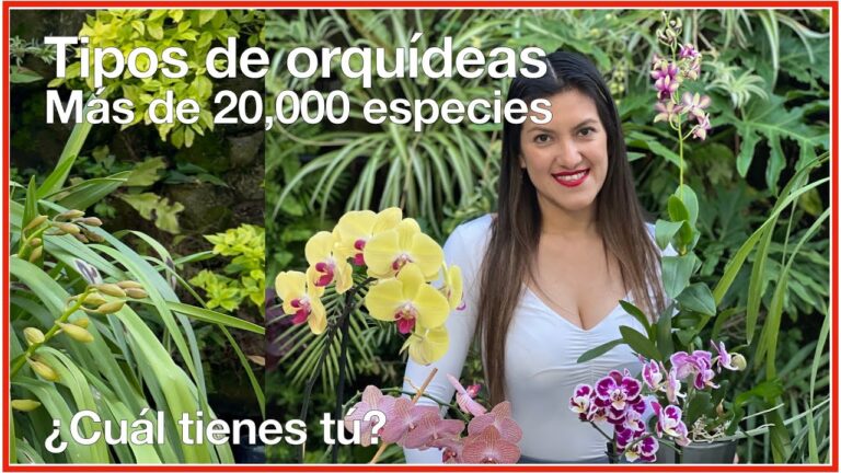 Guía completa de variedades de orquídeas