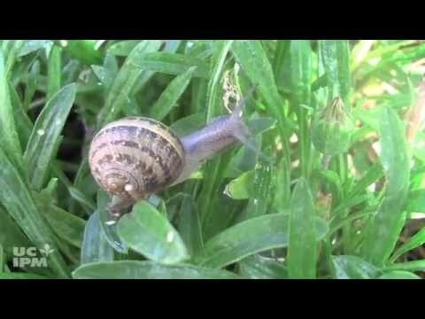 Razones para comer caracoles en lugar de babosas