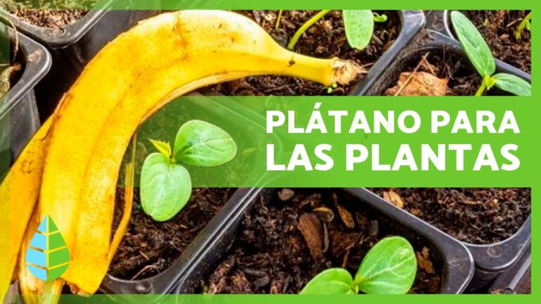 Beneficios de la piel de plátano para las plantas