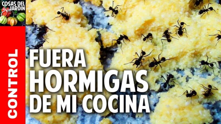 Guía efectiva para combatir las hormigas en casa