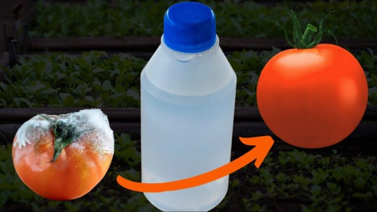 Fungicida casero para raíces: soluciones naturales y efectivas