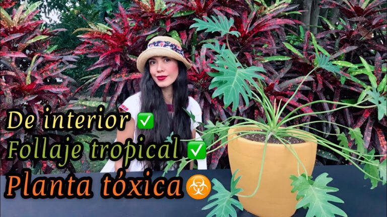 Guía completa de cuidados para la Philodendron Xanadu