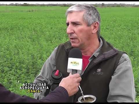 Beneficios del Trebol Forrajero en la Agricultura