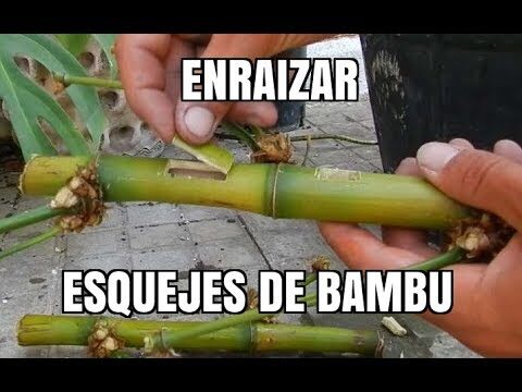 Guía para Plantar Bambú: Cómo Propagarlo por Esquejes