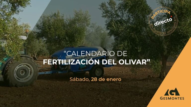 Mejores momentos para abonar olivos