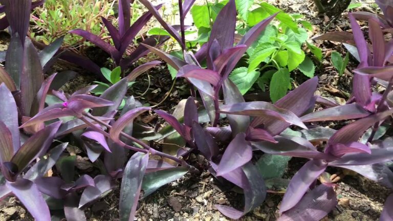 Corazón Púrpura: La Planta Revitalizante que Debes Conocer
