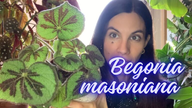 Cuidados óptimos para la Begonia Masoniana