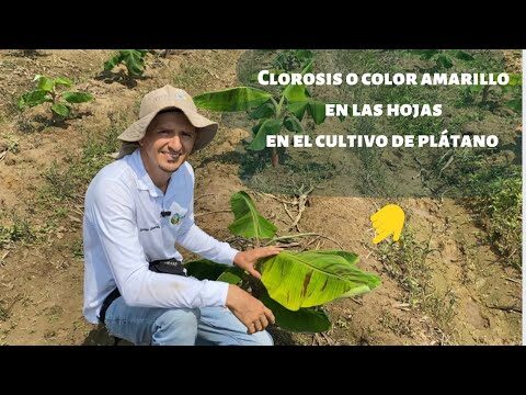 Causas y Soluciones para las Hojas Amarillas en la Platanera