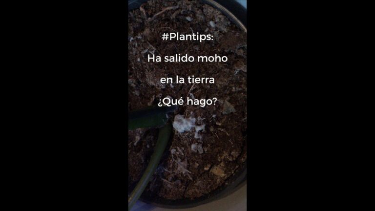 Los beneficios de tener un terrario de moho en tierra en casa