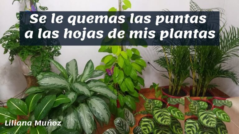 Cómo prevenir hojas quemadas durante la floración
