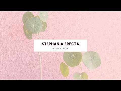 Estefania erecta: Características y cuidados