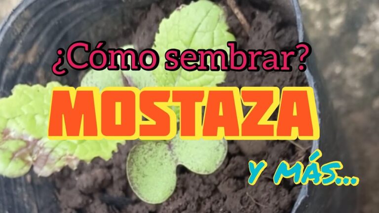Semillas de Mostaza: Guía para Sembrar con Éxito