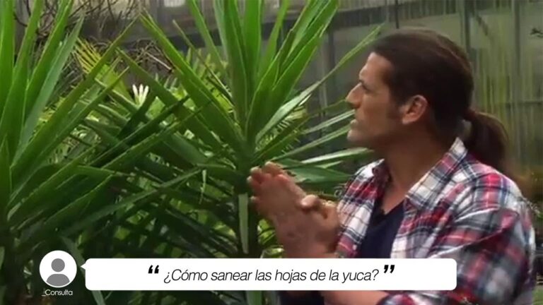 Soluci&oacute;n para las hojas amarillas en la yuca
