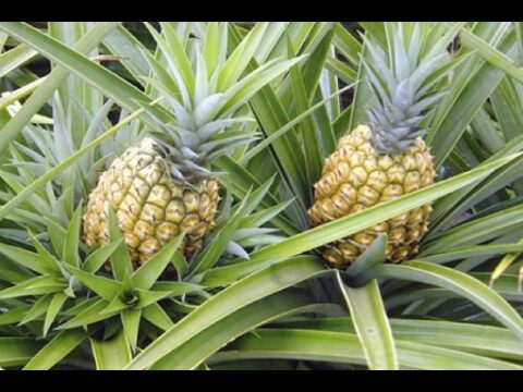El Cultivo de Matas de Pi&ntilde;as: Gu&iacute;a Completa