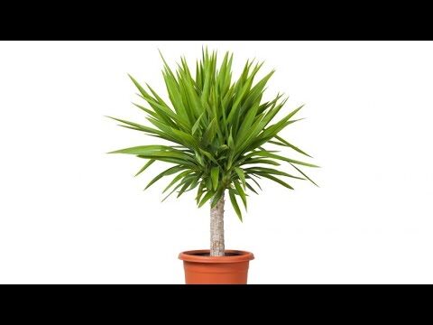 Tipos de yuca para tu jardín exterior