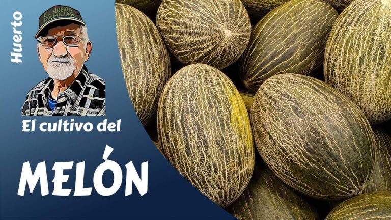 Siembra exitosa del melón piel de sapo: consejos y técnicas