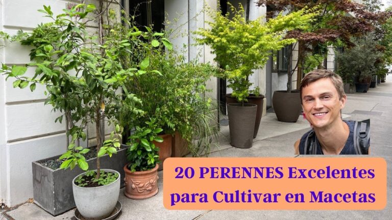 Plantas perennes ideales para macetas en exteriores