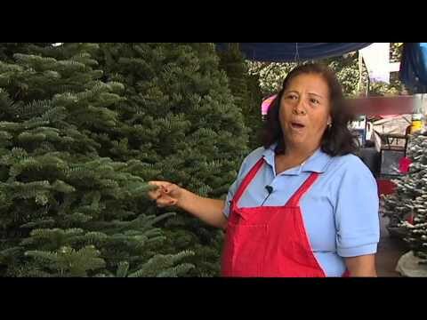 Guía para comprar un árbol de Navidad natural