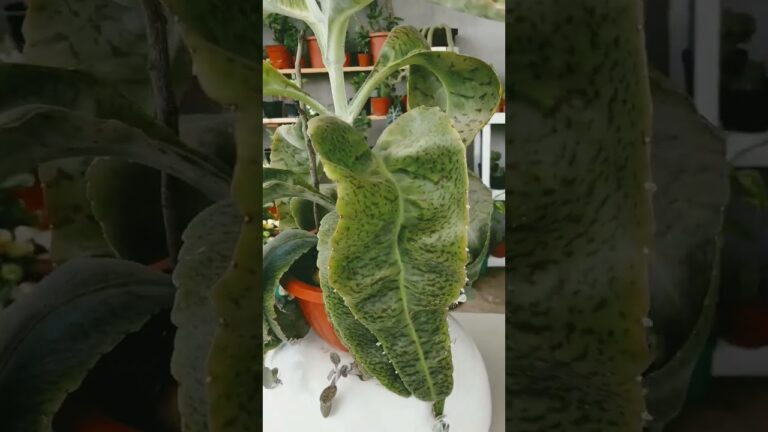Secretos de las flor orejas de burro