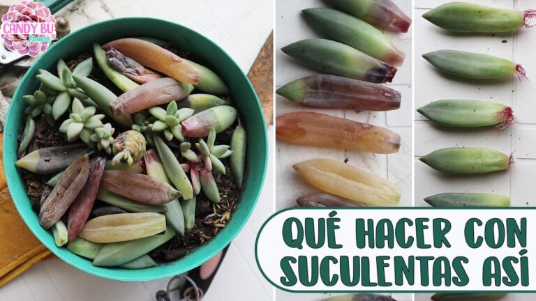 Consecuencias del exceso de agua en suculentas