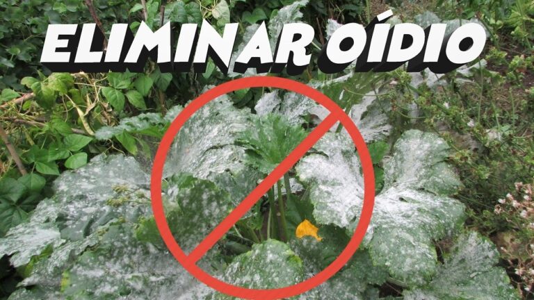Eliminar el Oídio: Métodos Efectivos para Combatir esta Enfermedad de las Plantas
