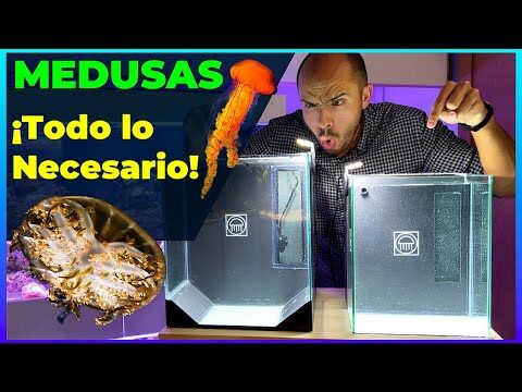 Guía para comprar una medusa