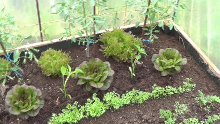 Qu&eacute; plantar en un invernadero en invierno